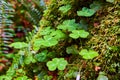 Clovers in detail on mossy tree trunk