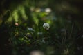 Clovers with flowers and grass shoot on retro lens