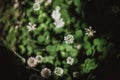 Clovers with flowers and grass shoot on retro lens Royalty Free Stock Photo