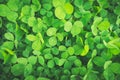 Clovers green background Royalty Free Stock Photo