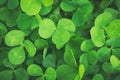 Clovers green background Royalty Free Stock Photo
