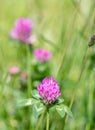 Clovers on a green meadow on a sunny day. Grass and flowers in the field in summertime. Nature blurred background. Royalty Free Stock Photo