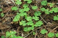 Clovers growing wild on redwood forest floor