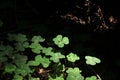 Clovers growing wild on redwood forest floor Royalty Free Stock Photo