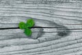 Clovers on grunge old aged wooden background, shamrock leaves, saint patrick`s day