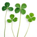 Clovers Royalty Free Stock Photo