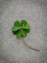 Clovers leaves on Stone Background.The symbolic of Four Leaf Clover the first is for faith, the second is for hope, the third is Royalty Free Stock Photo