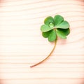 Clovers leaves on Stone .The symbolic of Four Leaf Clover the first is for faith, the second is for hope, the third is for Royalty Free Stock Photo