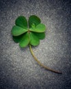 Clovers leaves on Stone .The symbolic of Four Leaf Clover the first is for faith, the second is for hope, the third is for Royalty Free Stock Photo