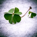 Clovers leaves on Stone .The symbolic of Four Leaf Clover the first is for faith, the second is for hope, the third is for Royalty Free Stock Photo