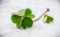 Clovers leaves on Stone .The symbolic of Four Leaf Clover the first is for faith, the second is for hope, the third is for Royalty Free Stock Photo