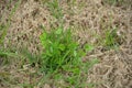 Clovers and Wild Grass Weeds Royalty Free Stock Photo