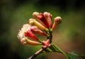 Cloves Flower Buds, St. Mary`s Island, Analanjirofo Region, Madagascar Royalty Free Stock Photo