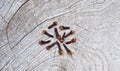 Cloves flower buds of Syzygium aromaticum. Clipping paths, shadow separated on wood ;herb for health.;top view