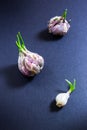 Cloves of garlic.Cornered garlic and rotten