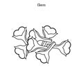 Cloves illustration outline