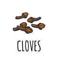 Cloves. Vector color vintage engraved