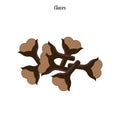 Cloves spice illustration