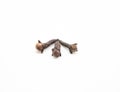 Cloves spice. Some dried cloves, macro close-up Isolated on white background Royalty Free Stock Photo