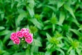 Cloves Turkish. Dianthus barbatus. Garden plants. Flower. Perennial. Close-up. Horizontal photo. natural wallpaper, background for Royalty Free Stock Photo