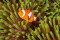 Clow Anemone Fish Royalty Free Stock Photo