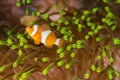 Clow Anemone Fish Royalty Free Stock Photo