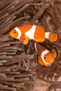 Clow Anemone Fish Royalty Free Stock Photo