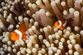 Clow Anemone Fish Royalty Free Stock Photo