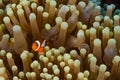 Clow Anemone Fish Royalty Free Stock Photo