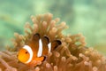 A Clow Anemone Fish Royalty Free Stock Photo