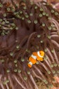 The Clow Anemone Fish Royalty Free Stock Photo