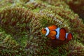 Clow Anemonefish, Amphiprion ocellaris, orange white small fish from Indian and Pacific Oceans. These fish are found in the Indo- Royalty Free Stock Photo