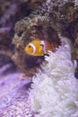 A clowfish on the reef Royalty Free Stock Photo