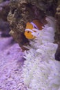 A Clowfish in a reef Royalty Free Stock Photo