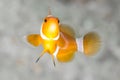 Clown Anemone Fish Royalty Free Stock Photo