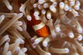 Clown anemone fish Royalty Free Stock Photo