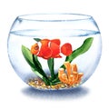 Clown anemone fish, reef fish swimming in the water in transparent round glass bowl. Colorful fish in aquarium, isolated