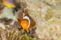 Clown Anemone Fish Royalty Free Stock Photo