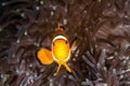 Clown Anemone Fish Royalty Free Stock Photo