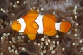 Clown Anemonefish Royalty Free Stock Photo