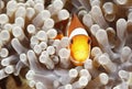 Clown Anemonefish