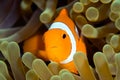 Clown Anemonefish