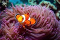 Clown anemonefish Amphiprion bicinctus, Clownfish swimming among the vibrant corals, AI Generated Royalty Free Stock Photo