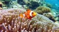 Clown anemonefish (Amphiprion bicinctus) in a sea anemone. Generative AI