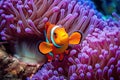 Clown anemonefish Amphiprion bicolor in a sea anemone, Clownfish swimming among the vibrant corals, AI Generated Royalty Free Stock Photo