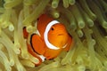 Clown Anemonefish