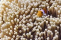 Clown anemonefish (Amphiprion ocellaris) in Andaman Sea