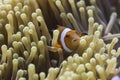 Clown anemonefish (Amphiprion ocellaris) in Andaman Sea