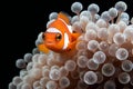 Clown anemonefish (Amphiprion ocellaris) in anemone