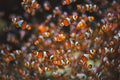 Clown Anemonefish Amphiprion ocellaris Royalty Free Stock Photo